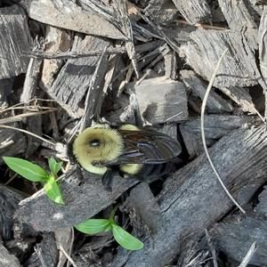 Meet your Posher, Iristar